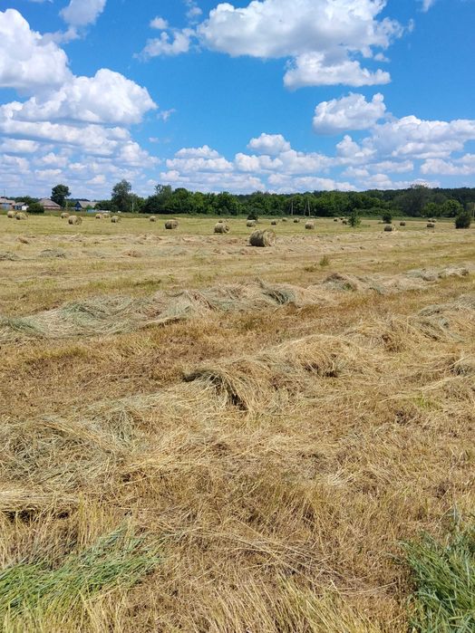 Продам сіно лугове, різнотрав"я, круглі тюки.
