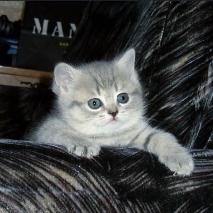 Ніжні   хмаринки