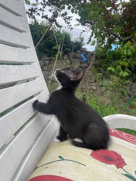 Gatinhas para adoção!