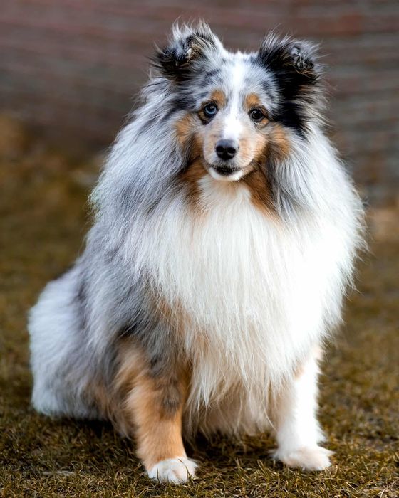 Owczarek szetlandzki piesek  tricolor.