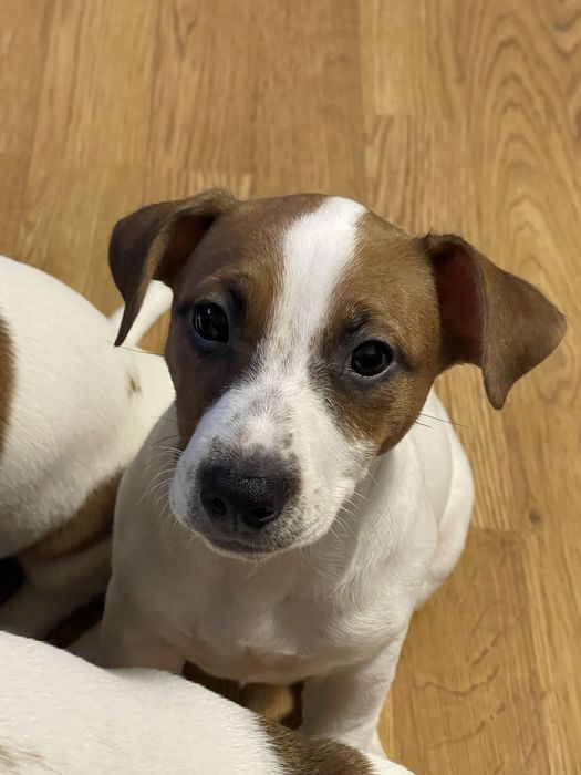 Джек Рассел Терʼєр дівчата