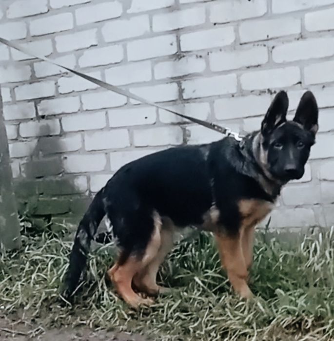 Яркая сука три месяца из питомника.