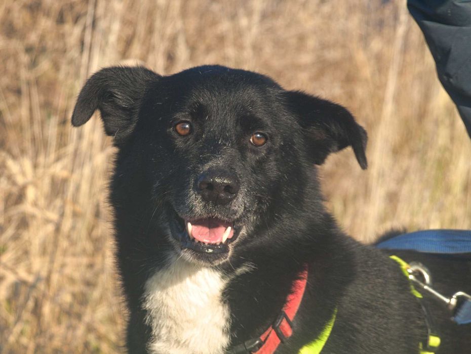 Power - uroczy, energiczny psiak dla aktywnego opiekuna - adopcja.