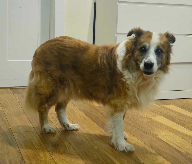 Kto pokocha Miastka! Psiak w typie border collie