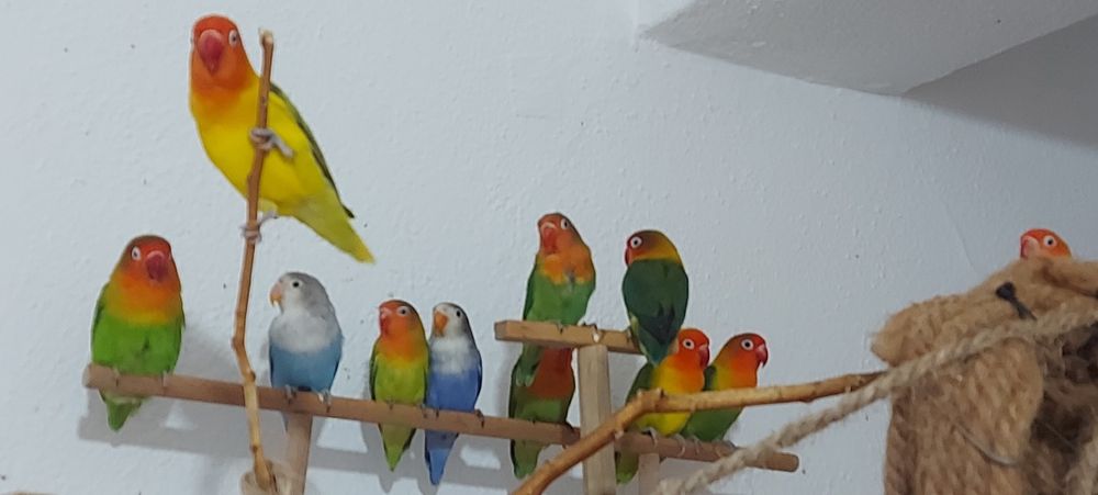 Agapornis Fischers Opalino.