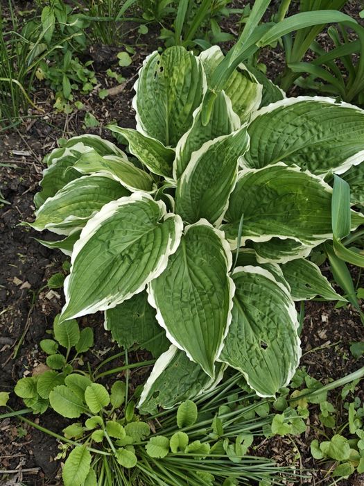 Funkia hosta france
