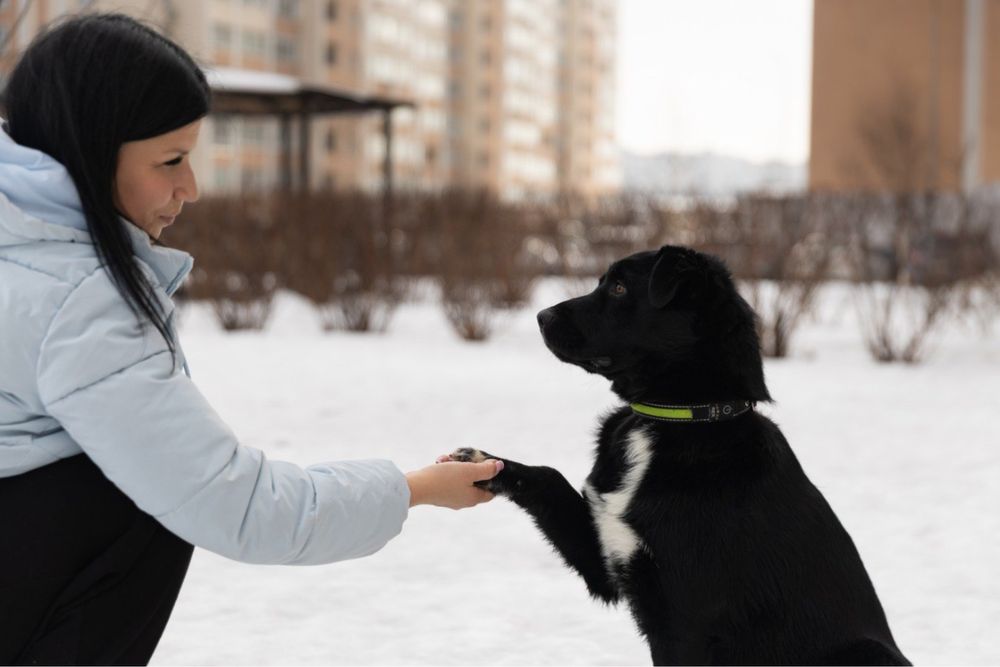 Віддам собаку в добрі руки