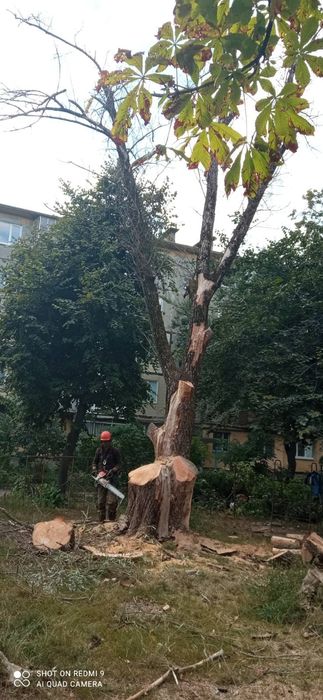 Покос трави Спил Аварійних Дерев