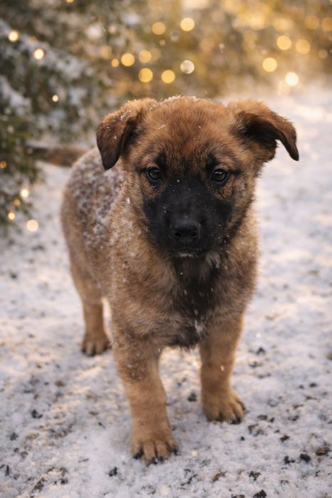 Родина собачок  ,матуся ,тато та цуценя шукають дім.