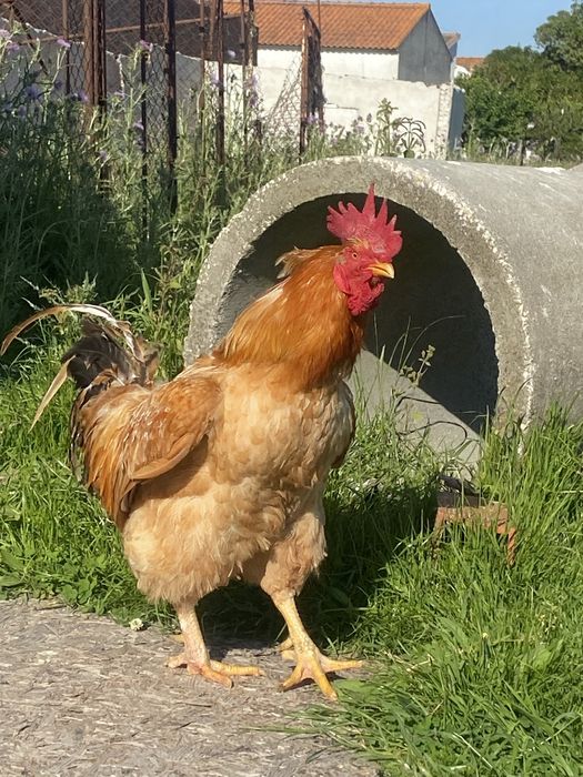 Galo com1 ano e seis meses