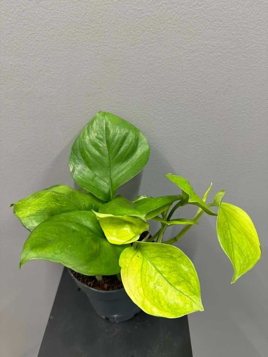 Epipremnum Lemon Top