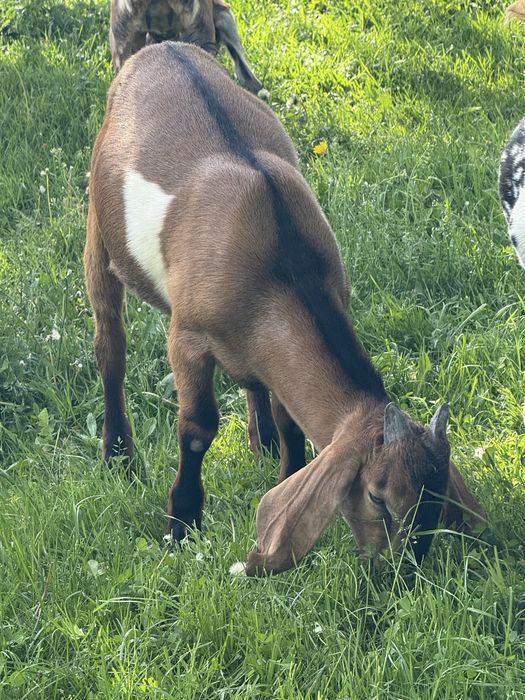 Sprzedam kozy anglonubijskie