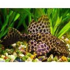 Plecostomos Gibbiceps Leopardo