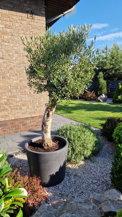 Drzewo oliwne, oliwka europejska, olea europaea