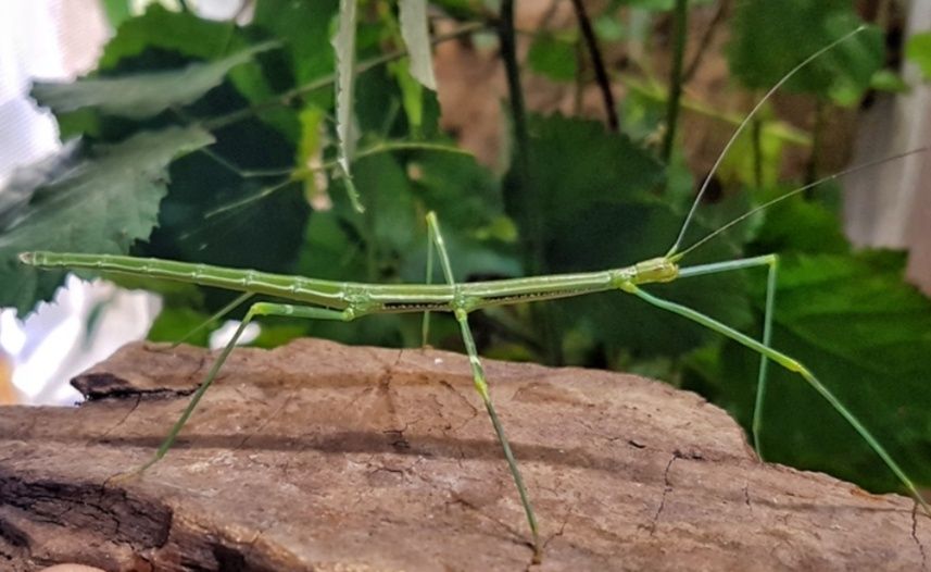 lonchodiodes sp. “ilocos” Паличник богомол