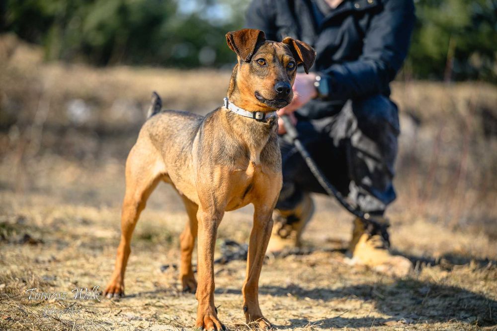 Prosimy o dom dla Bodzia- wesoły psiak do adopcji