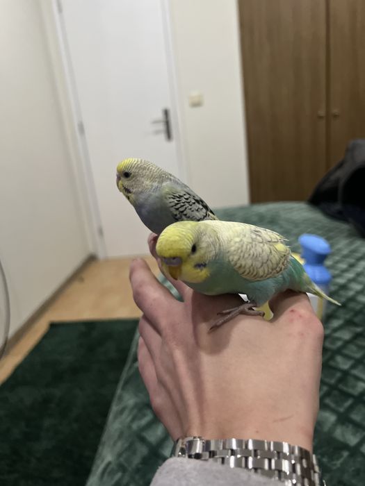 Piriquitos Australianos Domesticados