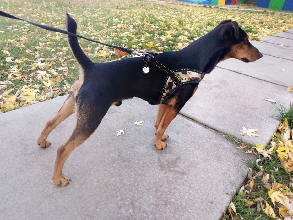 Продам або обміняю ягдтерєра 2.5 года на естонська гонча