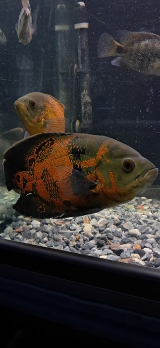 Vendo cicledeos grandes 
Astronotus ocellatus
