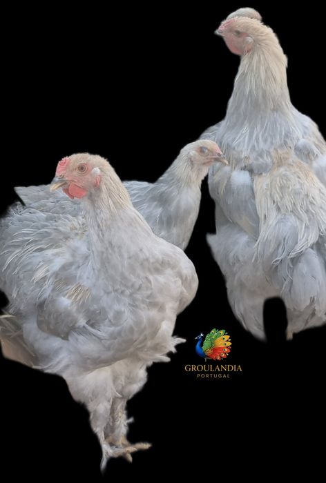 Brahma e Orpington