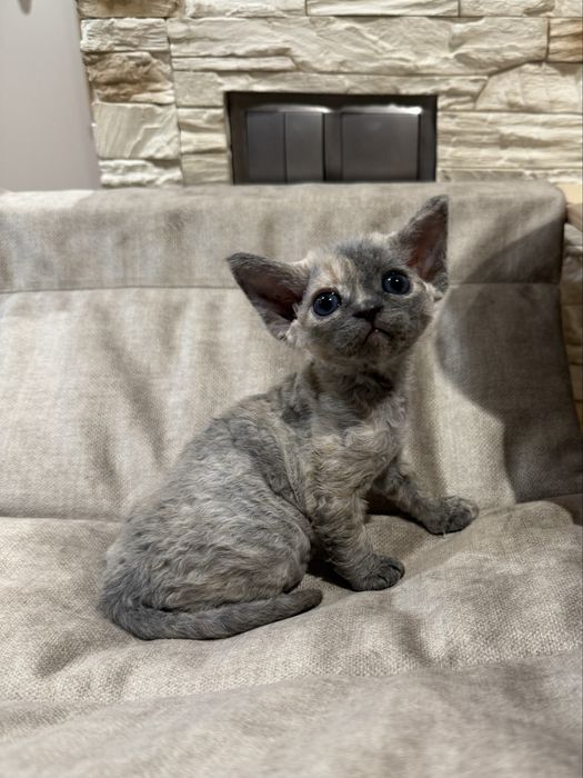 Cyntiah   ZAREZERWOWANA - prawdziwa księżniczka Devon Rex