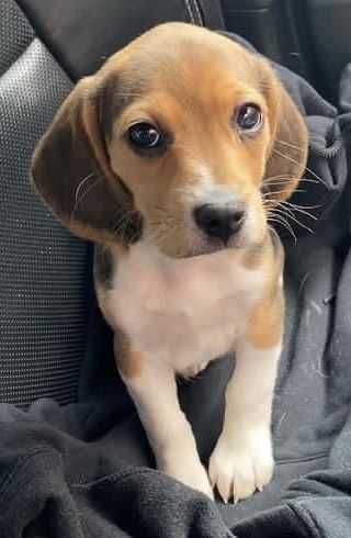 Продаються біглі віком два місяці. Вакциновані