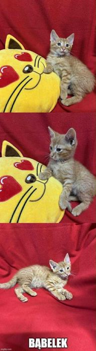 Kocięta proszą o domki.