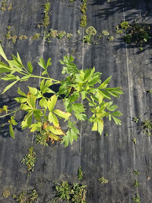 LUBCZYK Należący do roślin wieloletnich lubczyk to aromatyczne ziele