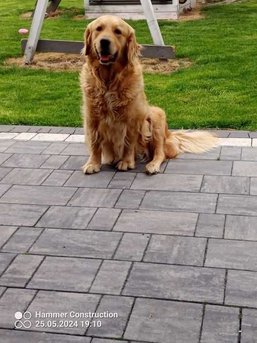 Szczenieta Golden Retrivier