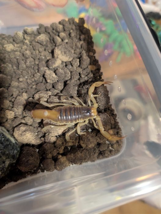 Duży skorpion pustynny Hadrurus arizonensis