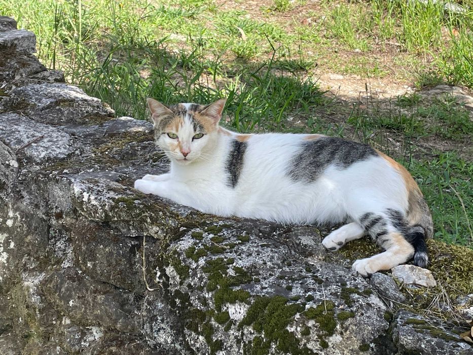 Gata Esterilizada, Carinhosa e Leal - Para Adoção