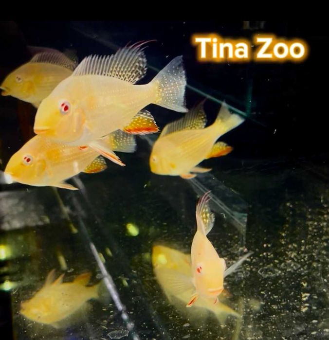 Ziemojad Heckelli  - Tina Zoo Jasna Gliwice