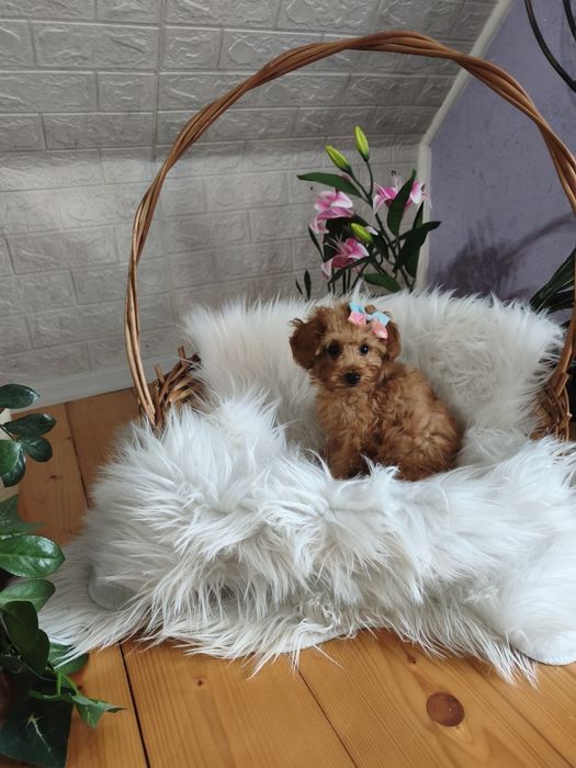 Pudel toy mini księżniczka