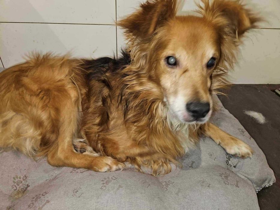 Lucky  niewidomy 5 letni piedek  uratuj aktualne