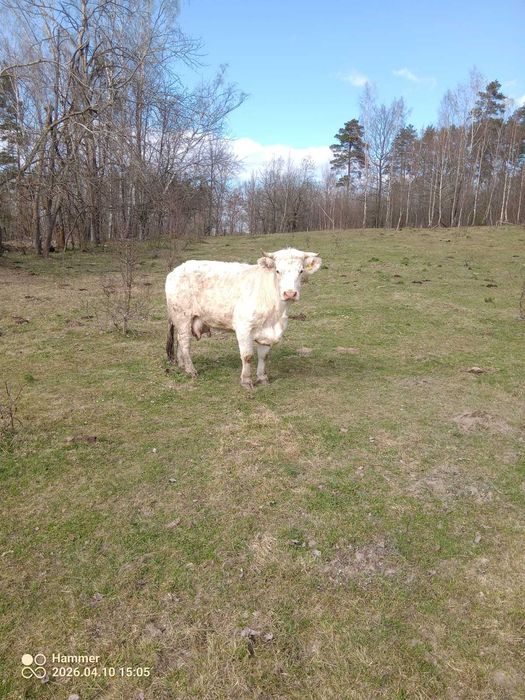 Sprzedam krowy charoleise mazury