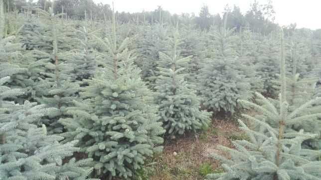 Choinki z Danii oferta hurtowa