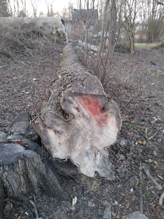 Wiąz kłoda średnica 40cm-60cm długość 7 m, materiał