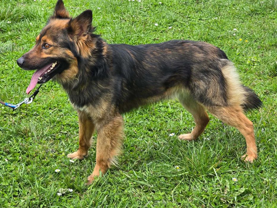 Daster - piesek szuka domu