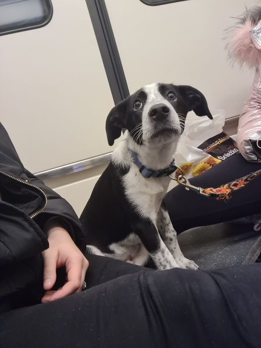 Oddam szczeniaka 4 miesiące