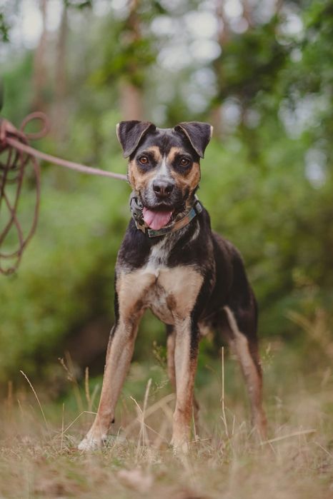 Czesio - pies ze schroniska Rybnik