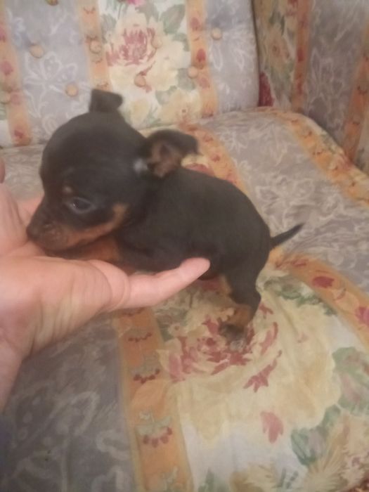 Pinscher miniatura