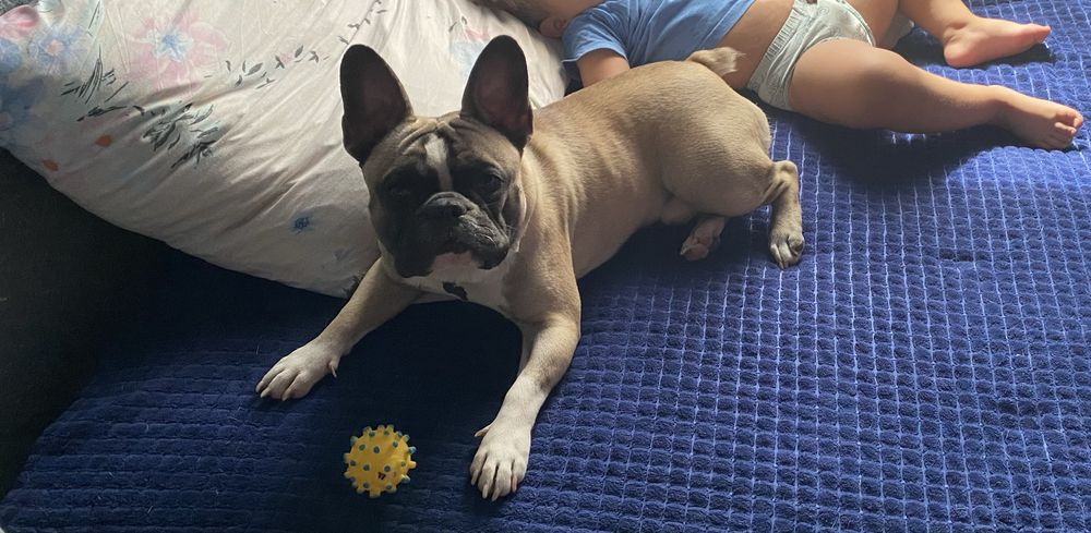 Шикарний кобель французького бульдога на вязку