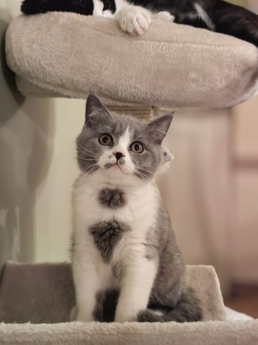 Kocurek brytyjski krótkowłosy. ALOES