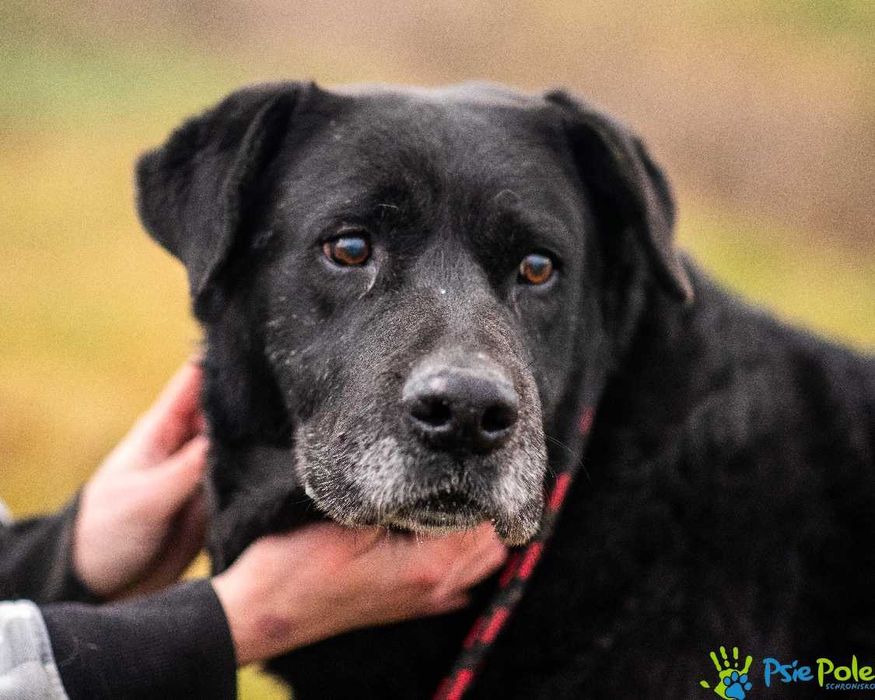 Przekochany psiak NEKO bardzo towarzyski do adopcji