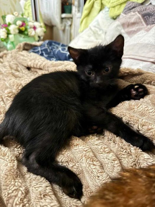 Отдам котят в хорошие руки