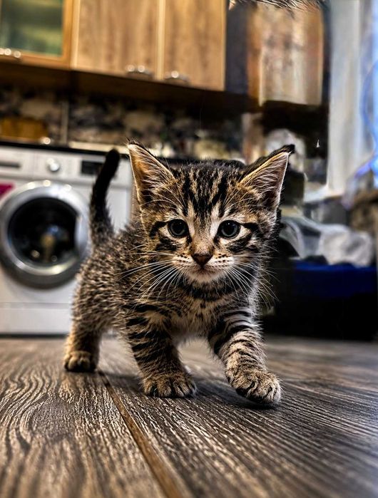 Кошенята шукають родину