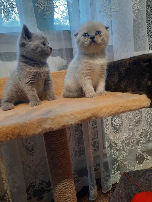 Хлопчик котик...