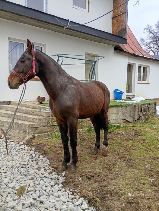 Sprzedam klacz i ogiera slaskiego