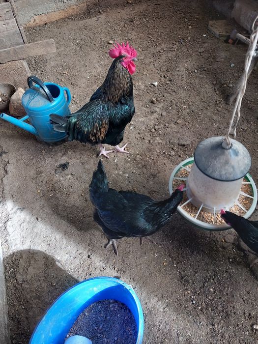 Vendo Ovos e pintos de galinhas de várias raças