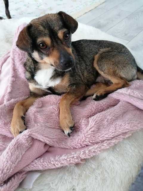 Żabek poleca się do adopcji